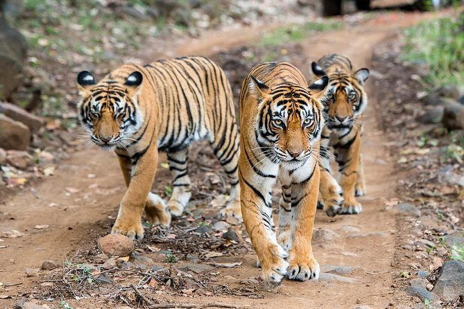2-Day Ranthambore Safari with Sunrise view of Taj Mahal - 2-Day Ranthambore Safari with Sunrise View of the Taj Mahal: An Authentic and Efficient India Experience