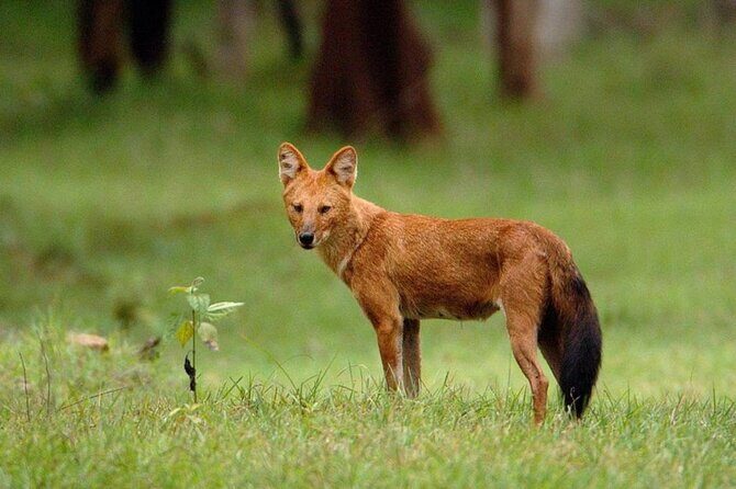 2-Day Ranthambore Safari with Sunrise view of Taj Mahal - FAQ