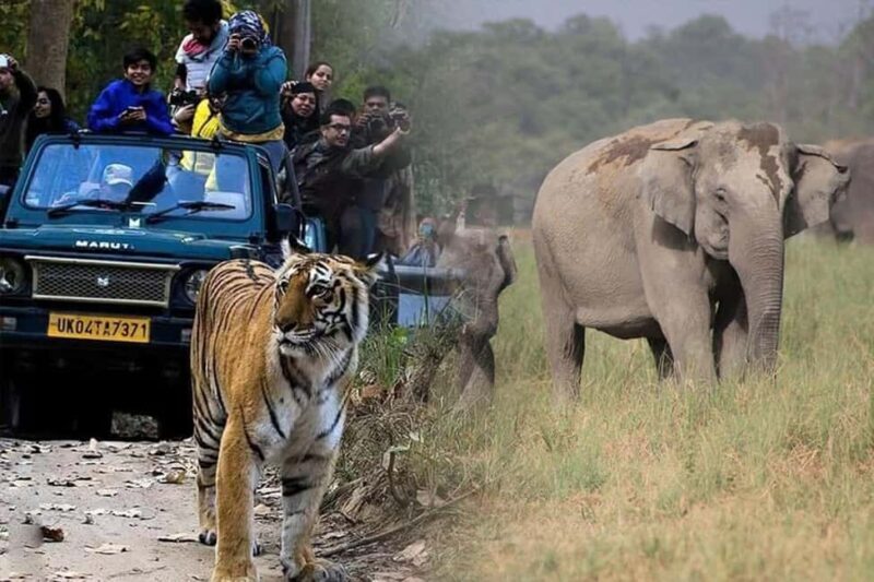 2-Day Ranthambore & Sariska Wildlife Safari from Delhi. - What Makes This Tour Stand Out