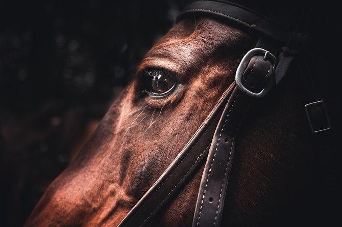 2-Day Sundance Overnight Backcountry Lodge Trip by Horseback - Who Should Consider This Trip?