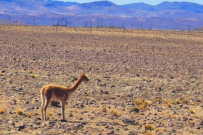 2-Day tour Colca Canyon ending in Puno - Final Thoughts
