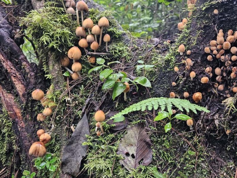 2-day tour from Antigua 1 night in Acatenango Volcano - Key Points