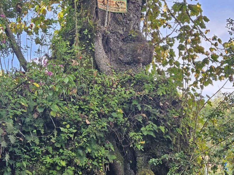 2-day tour from Antigua 1 night in Acatenango Volcano - FAQ: Your Practical Questions Answered