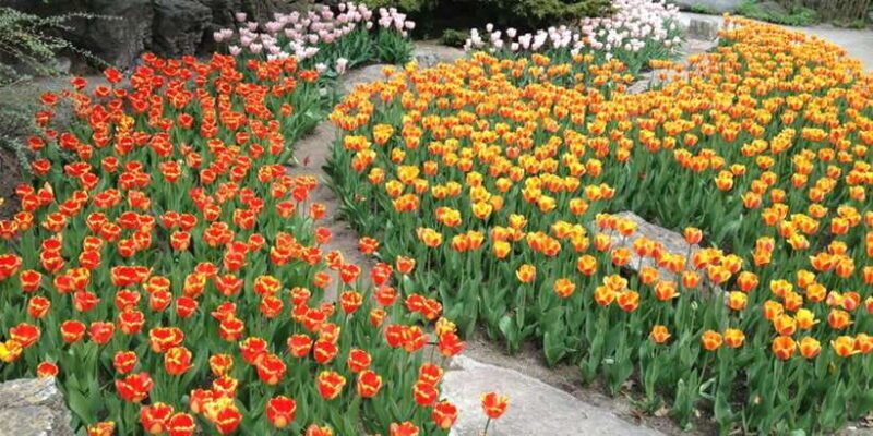 2 Day Tour From Kandy, Sigiriya & Nuwara Eliya - Who Should Consider This Tour?