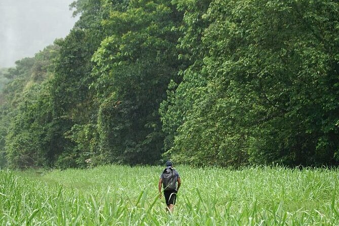 2-Day Tour in Corcovado, Sirena and San Pedrillo Stations - The Experience: What to Expect and Why It Matters