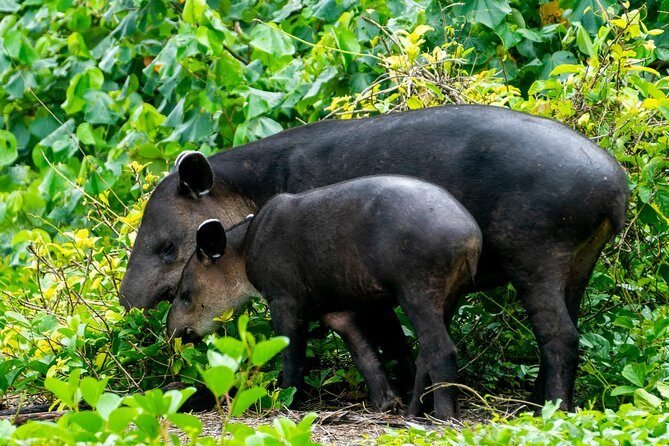 2-Day Tour in Corcovado, Sirena and San Pedrillo Stations - The Reviews Speak for Themselves