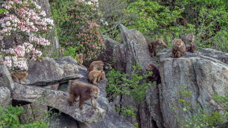 2-Day Tour of Mt. Huangshan and Hongcun - Practical Details and Value