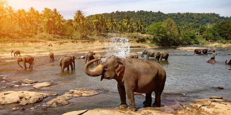 2 Day Tour Pinnawala/Sigiriya From Kandy - FAQs