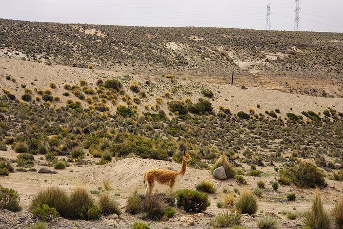 2 Day Tour to Colca Canyon - Key Points
