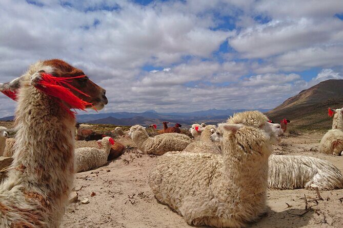 2 Day Tour to Colca Canyon - A Closer Look at the 2-Day Colca Canyon Tour
