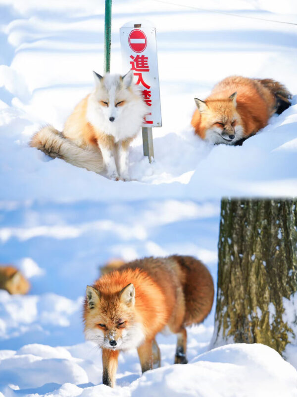 2-Day Tour to Ginzan Onsen, Zao Chuo Ropeway, Miyagi Zao Fox Village, and Ouchi-juku (Departing from Shinjuku) - Zao Chuo Ropeway: mountain views, with an important caveat