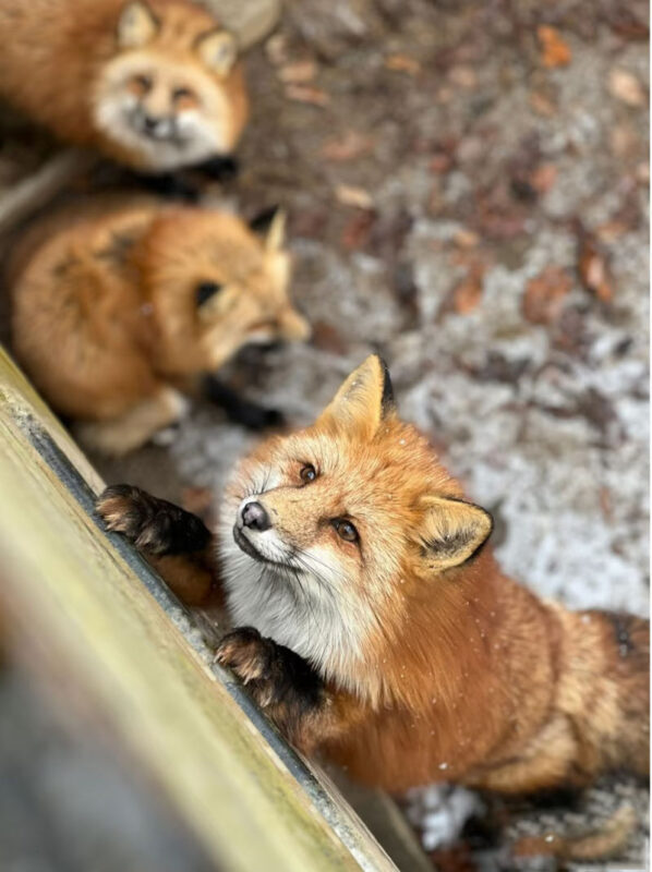 2-Day Tour to Ginzan Onsen, Zao Chuo Ropeway, Miyagi Zao Fox Village, and Ouchi-juku (Departing from Shinjuku) - Ouchi-juku: a compact walk through a former post town