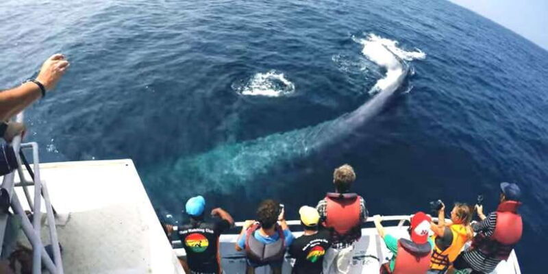 2-Day Whale Watching & Southern Sri Lanka Tour - A Deep Dive into the 2-Day Sri Lanka Coastal Adventure