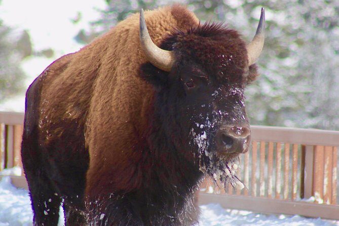 2-Day Yellowstone National Park Upper and Lower Loop Exploration - What Could Be Better