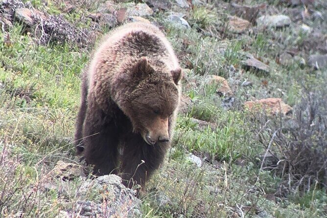 2 Day Yellowstone Safari Upper and Lower Loop Bozeman - Key Points