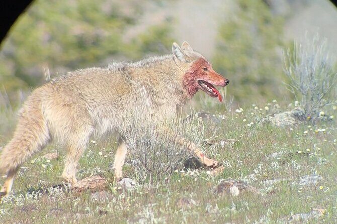 2 Day Yellowstone Safari Upper and Lower Loop Bozeman - The Sum Up