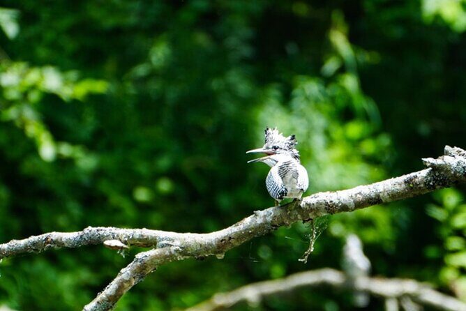 2-Days 1-Night Birdwatching Canoe in AkanMashu National Park - Exploring the Itinerary in Detail