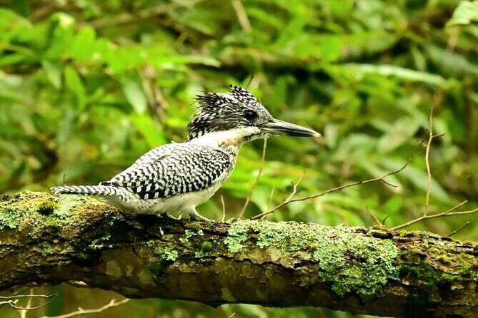 2-Days 1-Night Birdwatching Canoe in AkanMashu National Park - What Makes This Tour Special?