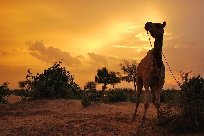2 Days-1 Night Camel Tour - Who Will Love This Tour?