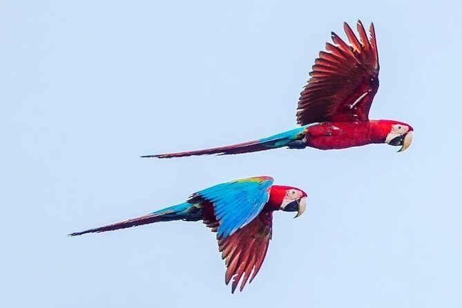 2 days 1 night - Chuncho Clay lick and Sandoval lake - Experience the Peruvian Rainforest in Comfort and Style