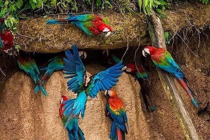 2 days 1 night - Chuncho Clay lick and Sandoval lake - Authentic and Well-Organized Experience