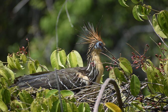 2 days 1 night - Chuncho Clay lick and Sandoval lake - Who Is This Tour Best For?
