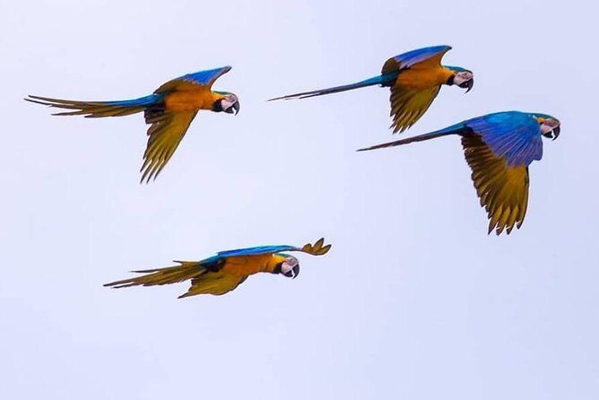 2 days 1 night - Chuncho Clay lick and Sandoval lake - Frequently Asked Questions