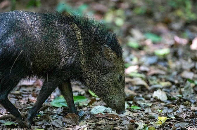 2 Days 1 Night in Corcovado Sirena From Puerto Jimenez - In The Sum Up
