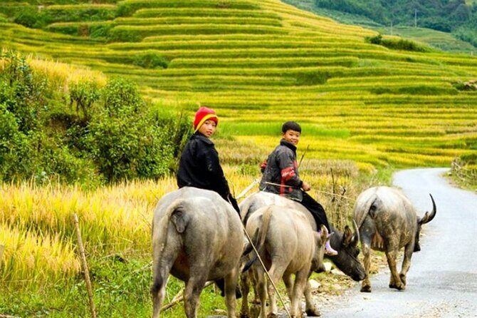 2 Days 1 Night Sapa Trekking Group Tour at Homestay - Who Is This Tour Best For?