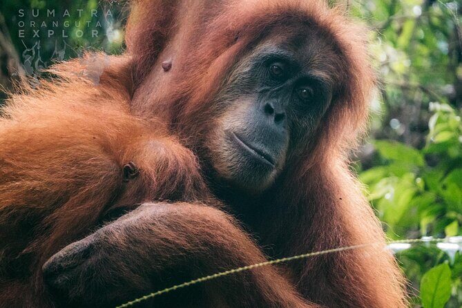 2 Days and 1 Night Ethical Jungle Trek - Exploring the 2-Day Jungle Trek: What to Expect