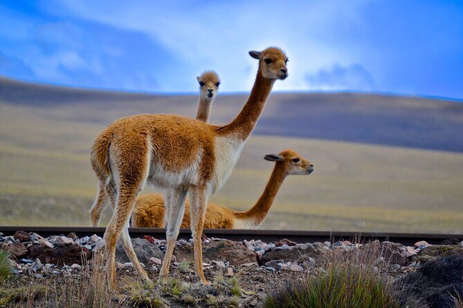 2 Days and 1 Night Tour from Puno to Colca Canyon and Arequipa - Final Thoughts