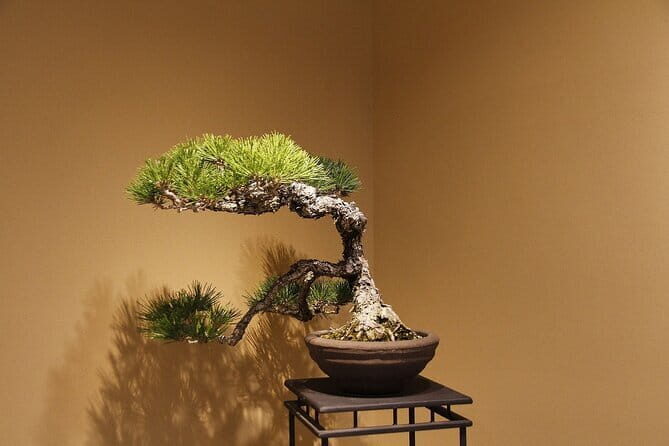 2 Days BONSAI Experience in Kagawa - Key Points