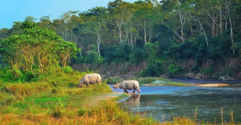 2 Days Chitwan Jungle Safari Tour from Pokhara/Kathmandu - Key Points