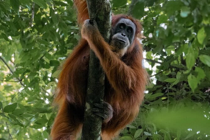 2 Days Ethical Jungle Trek in Sumatra - Key Points