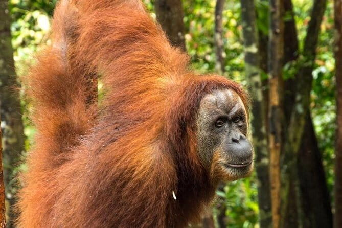 2 Days Ethical Jungle Trek in Sumatra - FAQs