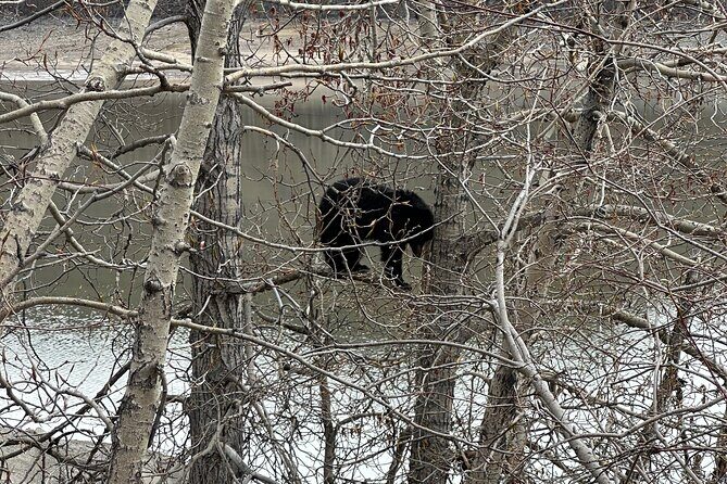 2 Days Luxury Guided Tour of Jasper National Park from Calgary - Key Points