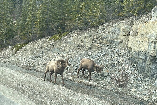 2 Days Luxury Guided Tour of Jasper National Park from Calgary - Who Should Consider This Tour?