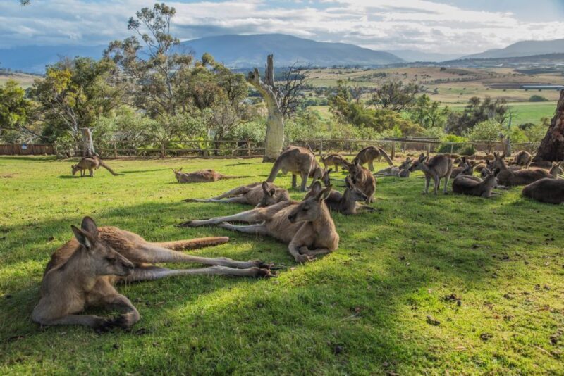 2 Days of Tasmania's Best - Why This Tour Is a Great Choice