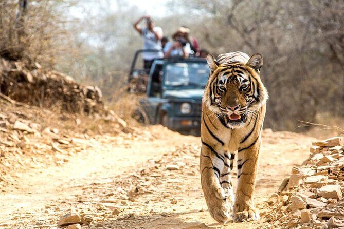 2-Days Private Ranthambhore Tiger Tour from Jaipur - Deep Dive into the Experience