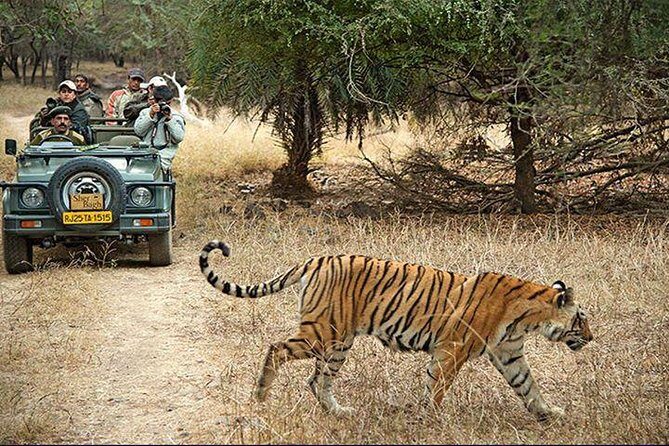 2-Days Private Ranthambhore Tiger Tour from Jaipur - The Sum Up