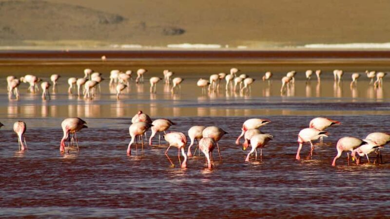 2-Days private roundtrip from Chile to Uyuni Salt Flats - Why This Tour Offers Great Value