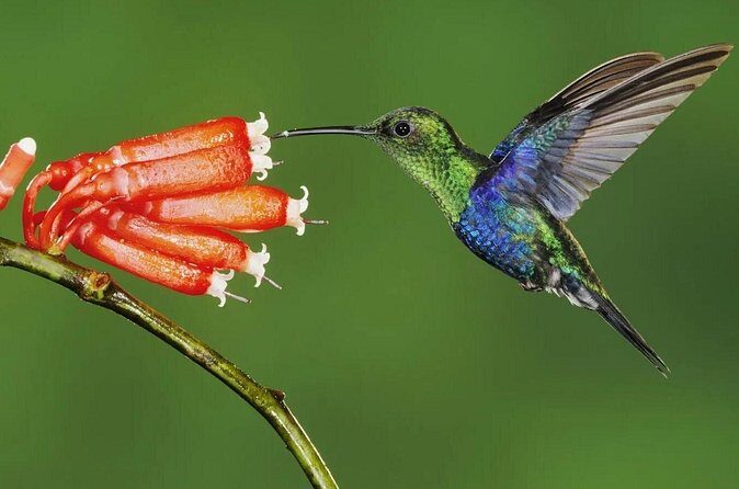 2 Days Private Tour to Mindo with Adventures and Birdwatching - Who Will Love This Tour