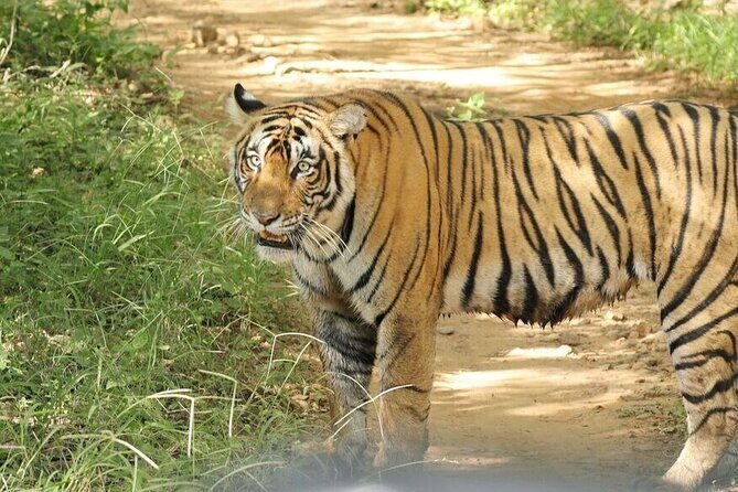 2 Days Ranthambore Wildlife Private Tour from Jaipur - An In-Depth Look at the 2-Day Ranthambore Wildlife Tour from Jaipur