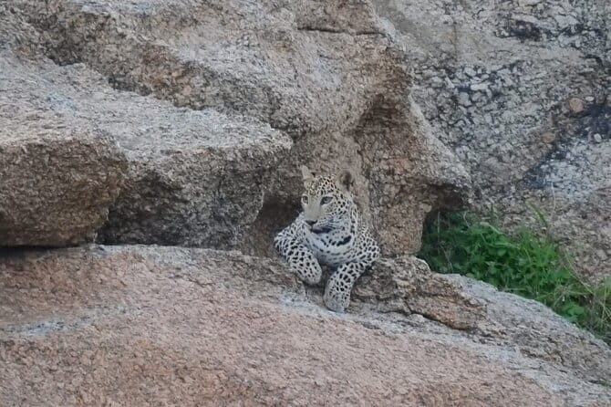 2 Days Safari Tour in Jawai and Jodphur - An In-Depth Look at the 2-Day Jawai and Jodhpur Safari