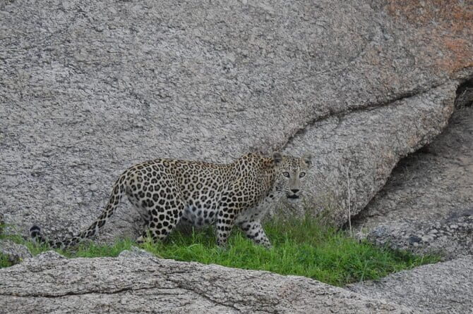 2 Days Safari Tour in Jawai and Jodphur - Authentic Encounters & Genuine Care
