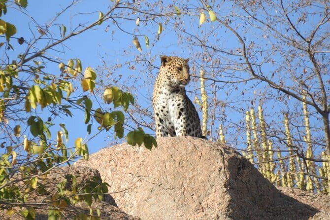 2 Days Safari Tour in Jawai and Jodphur - Final Thoughts: Is It Worth It?