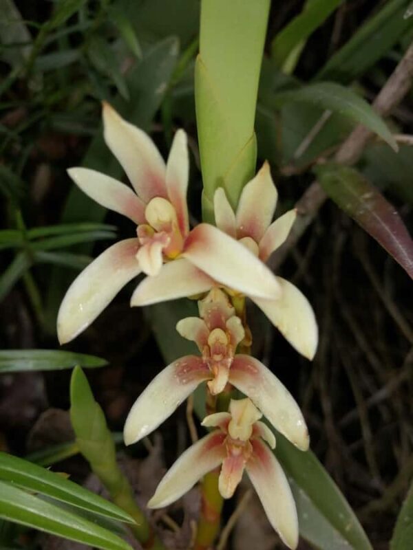 2 Days - Short Inca Trail to MachuPicchu - FAQ