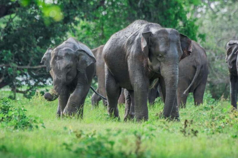 2 days Sri Lanka: All-inclusive tour to Ella and Yala with 4-star hotel - A Close Look at the 2-Day Sri Lanka Tour