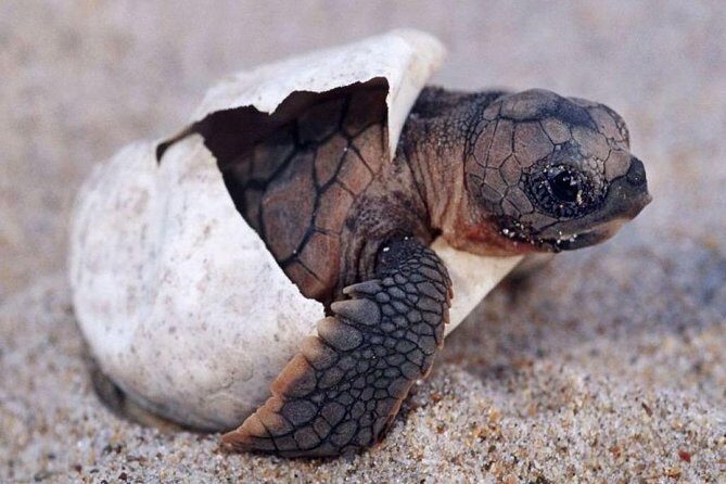 2 Days Tour to Galle & Udawalawe National Park - Final Thoughts