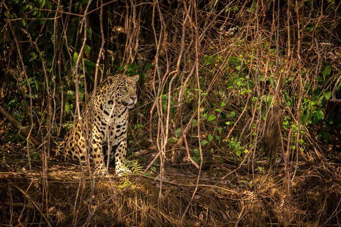 2-Days Wilderness Escape to Pench National Park from Nagpur - Exploring the 2-Day Wilderness Escape to Pench National Park